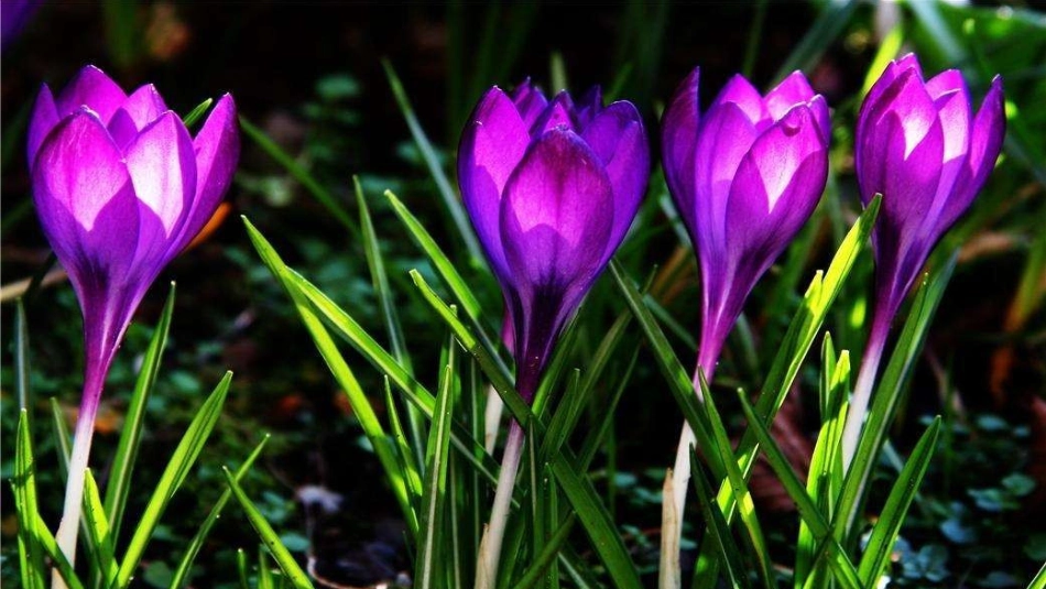 刘秀莲《人造发光植物》_第1页