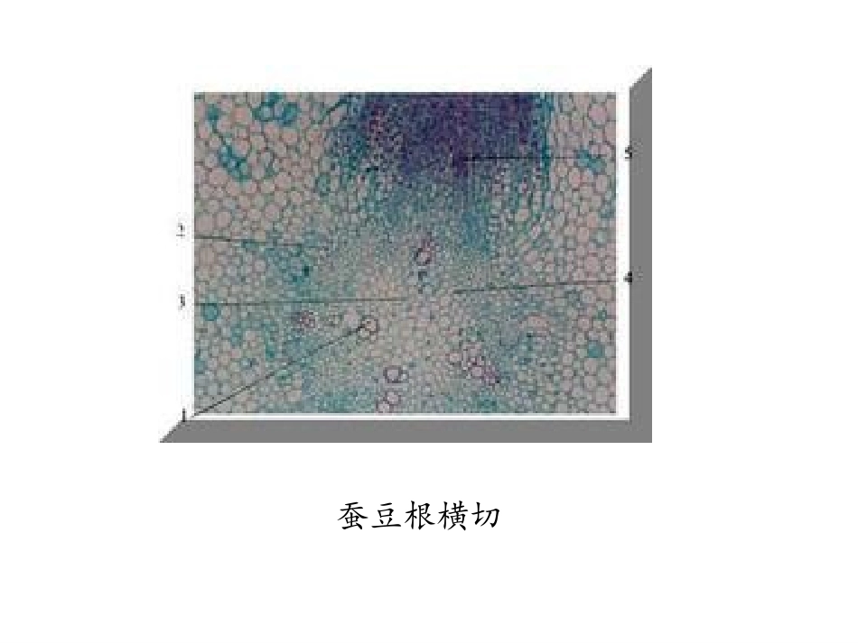植物实验切片观察_第1页