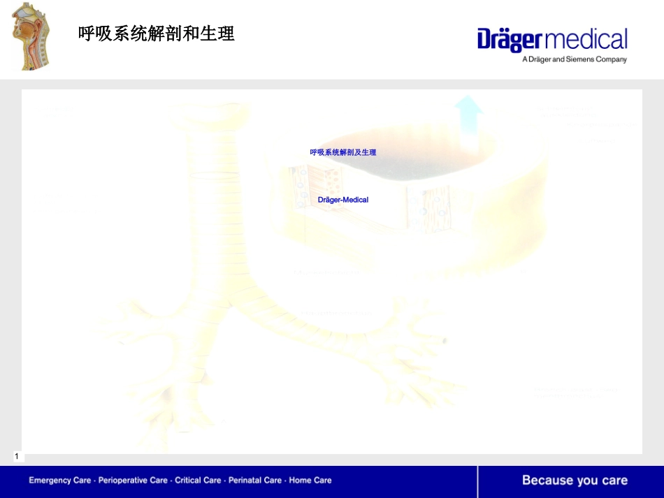 呼吸系统解剖及生理_第1页