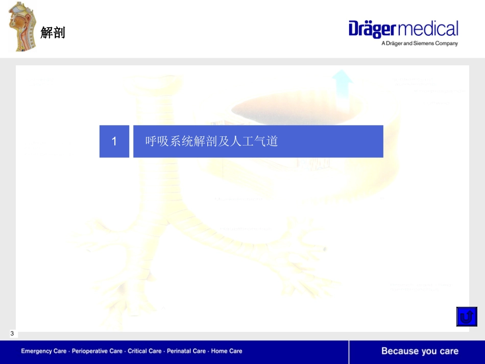 呼吸系统解剖及生理_第3页