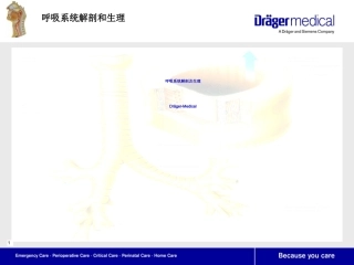 呼吸系统解剖及生理