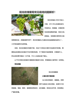 阳光玫瑰葡萄常见栽培问题解析