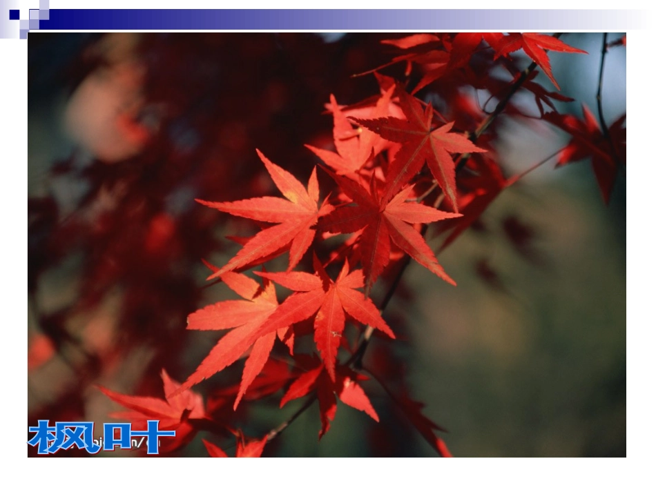 教科版 小学三年级上科学 《植物的叶》ppt_第3页