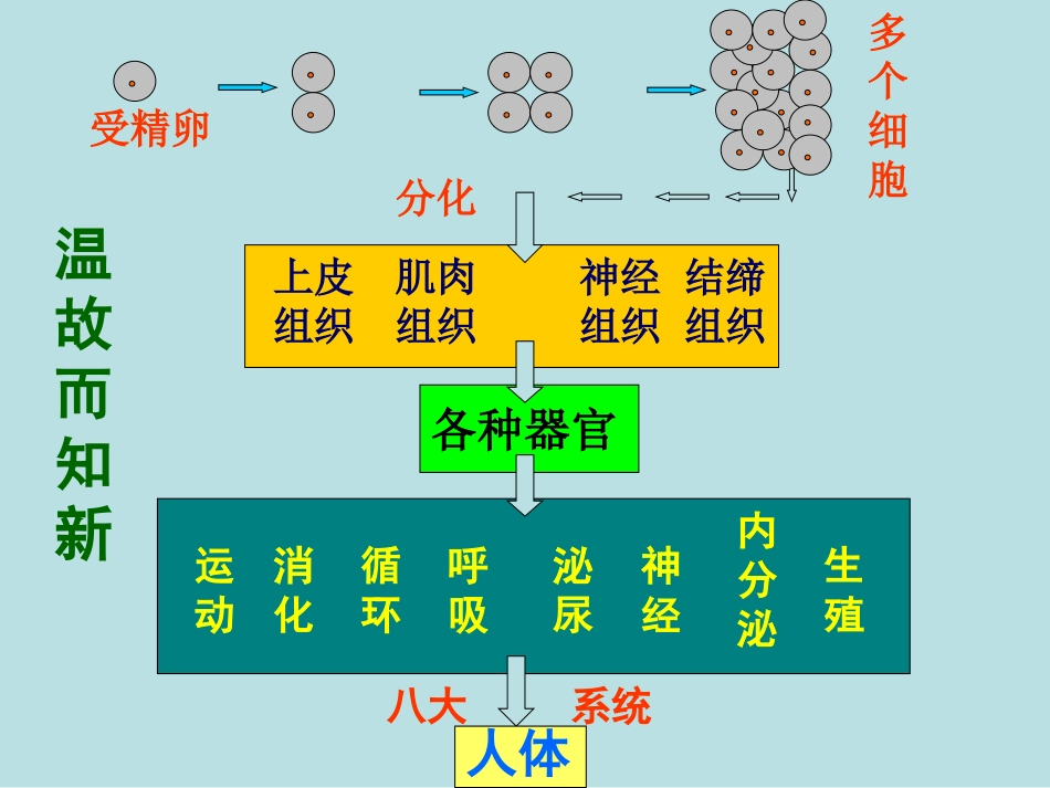 人教版七年级初一上册生物《植物体的结构层次PPT课件》_第2页