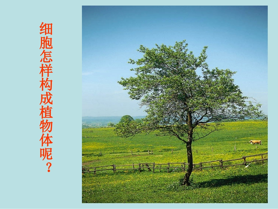 人教版七年级初一上册生物《植物体的结构层次PPT课件》_第3页