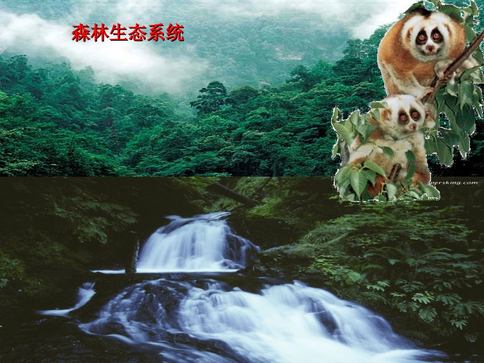 公开课 生态系统的结构_第3页