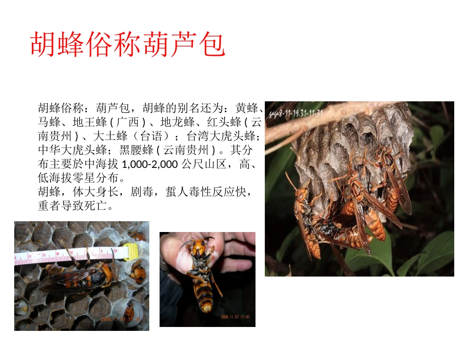 防胡蜂蜇人主题班会1_第2页