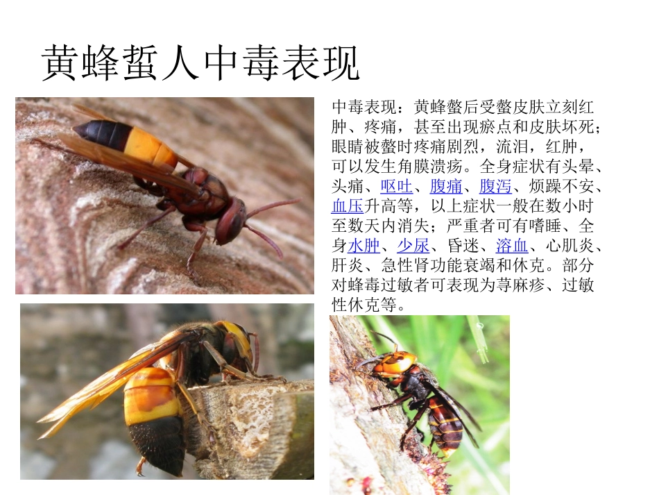 防胡蜂蜇人主题班会1_第3页