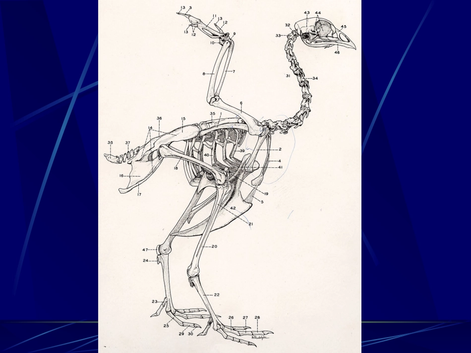 鸡的组织,结构及解剖_第2页