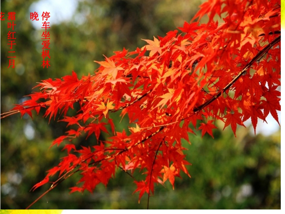 叶子拼图课件_第2页