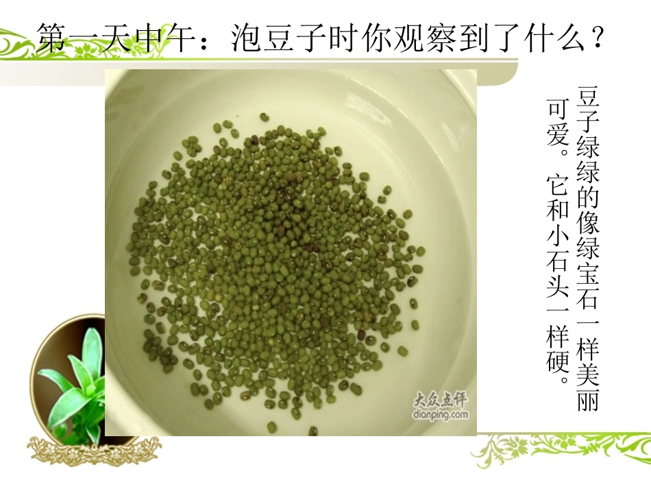 绿豆芽观察日记PPT_第3页