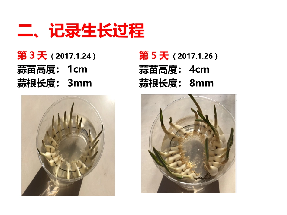 蒜苗生长过程观察记录_第3页