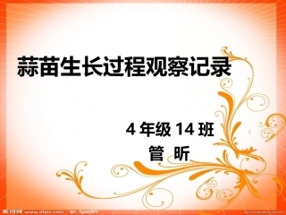 蒜苗生长过程观察记录