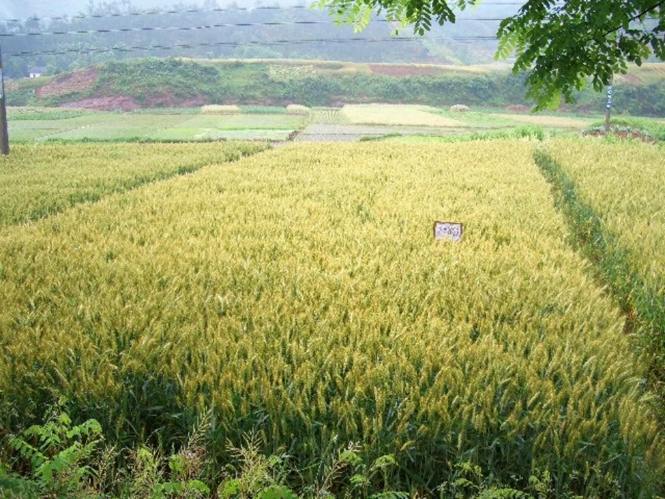 鲁教版地理必修二 3.1 农业生产与地理环境 课件_第2页