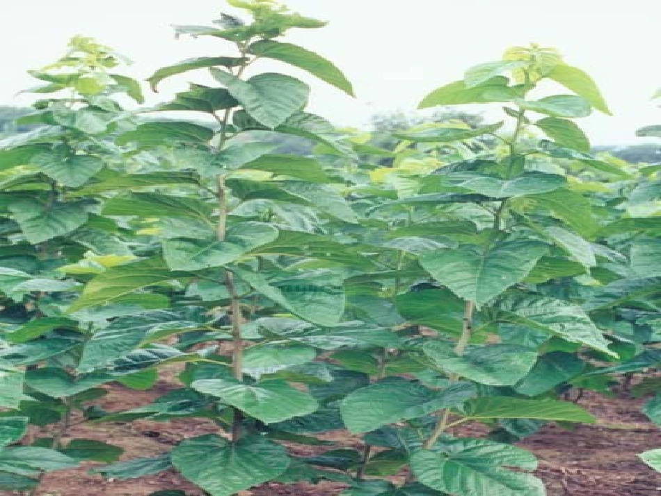 鲁教版地理必修二 3.1 农业生产与地理环境 课件_第3页