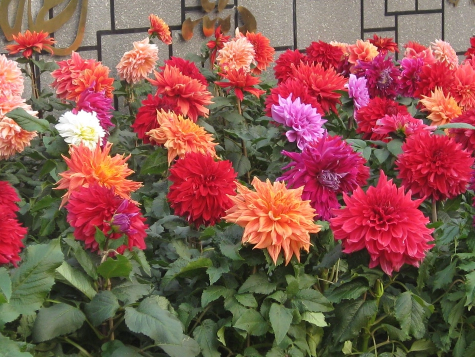 作文教学_写景作文指导_第3页