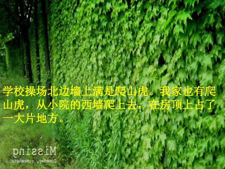 爬山虎的脚课件_第3页