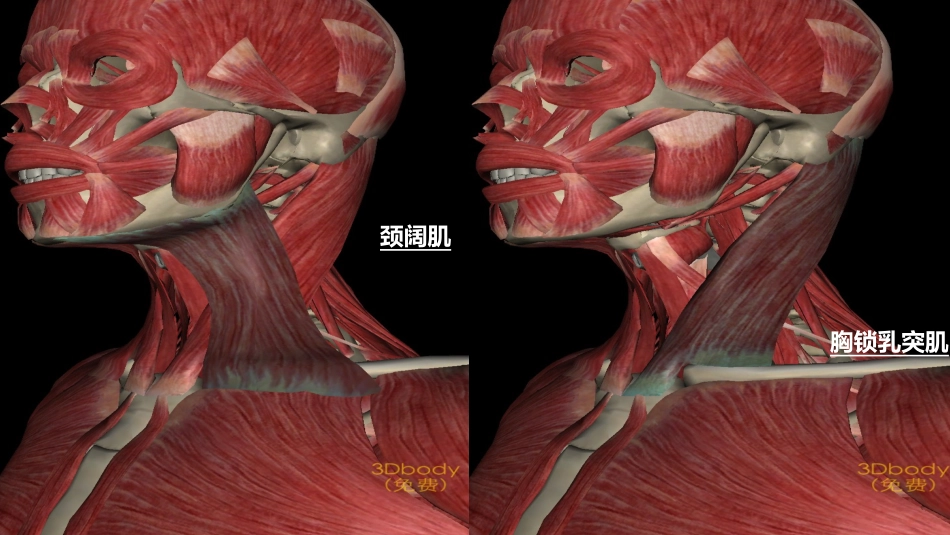 人体主要肌肉图_第1页