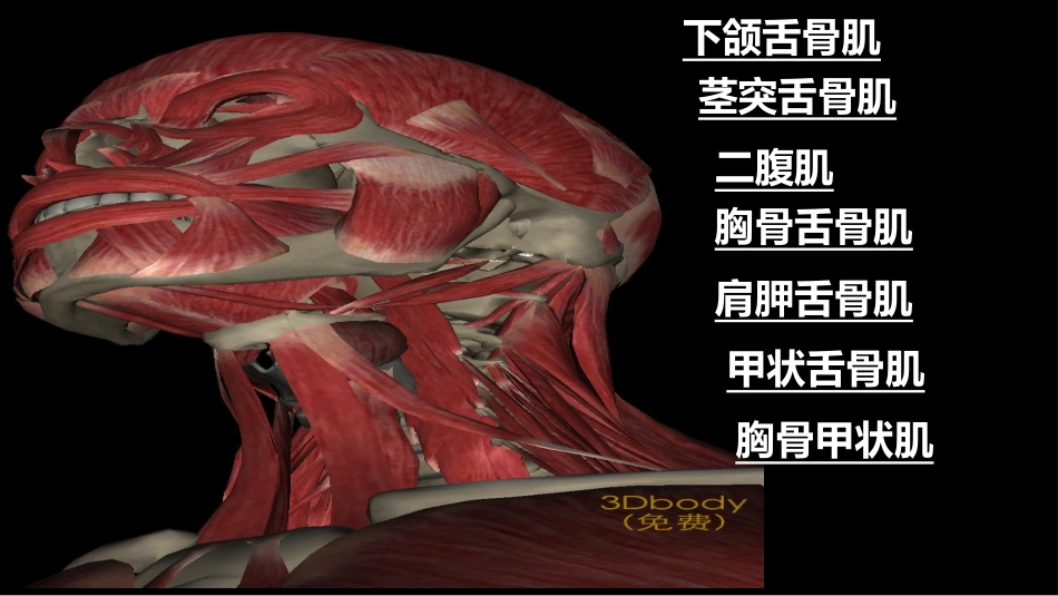 人体主要肌肉图_第2页