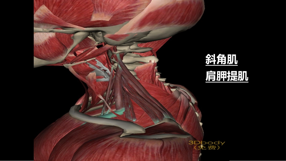 人体主要肌肉图_第3页