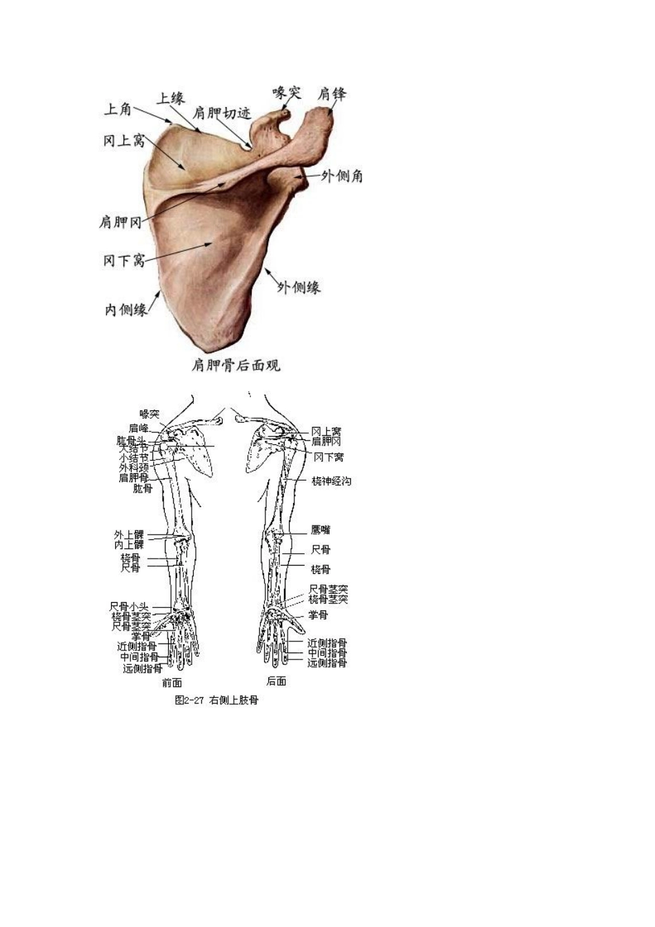 四肢长度及周径测量_第2页