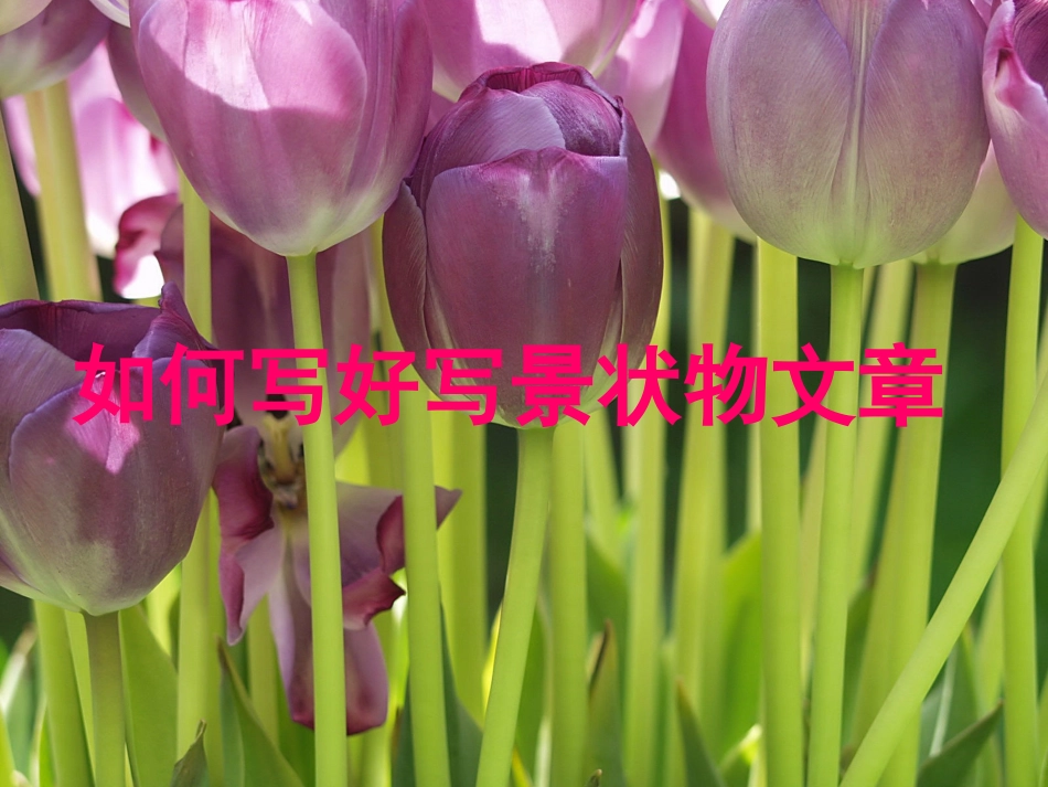 写景状物作文课件_第1页