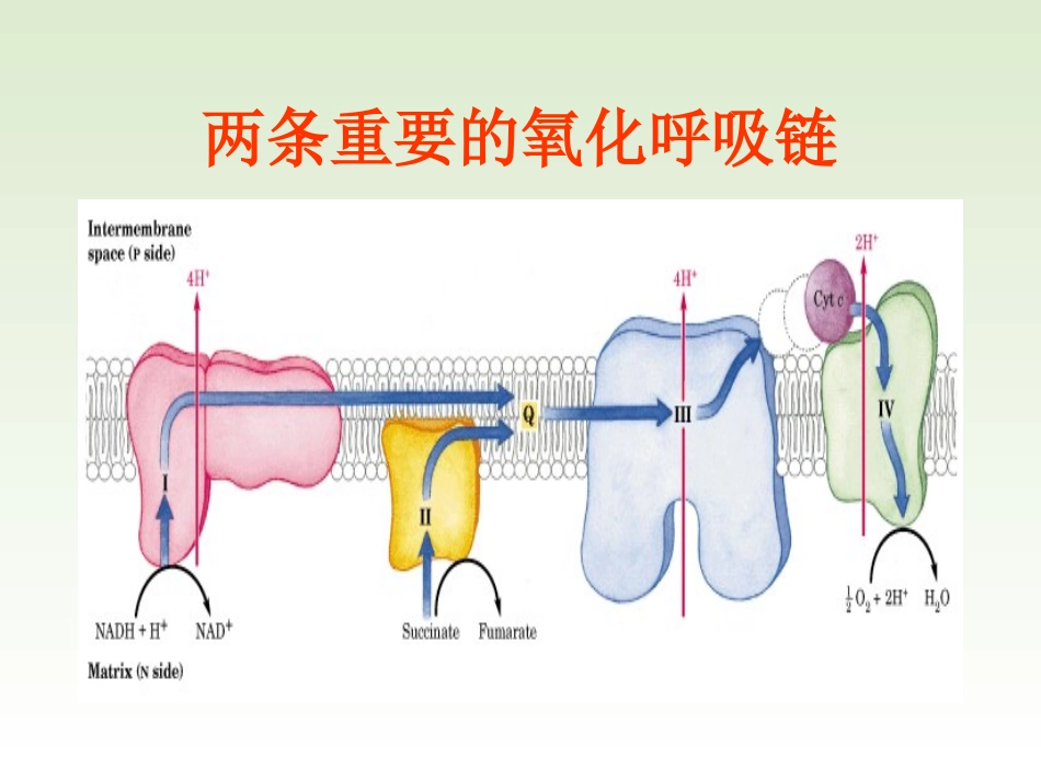 线粒体呼吸链_第3页