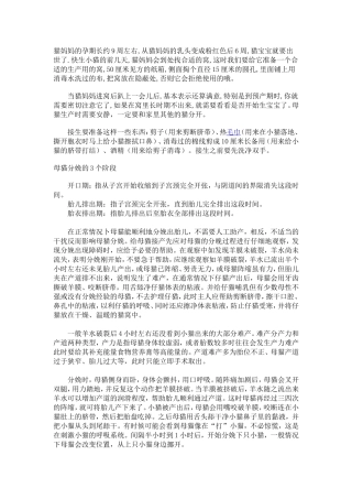 怎样给猫接生(全套攻略)