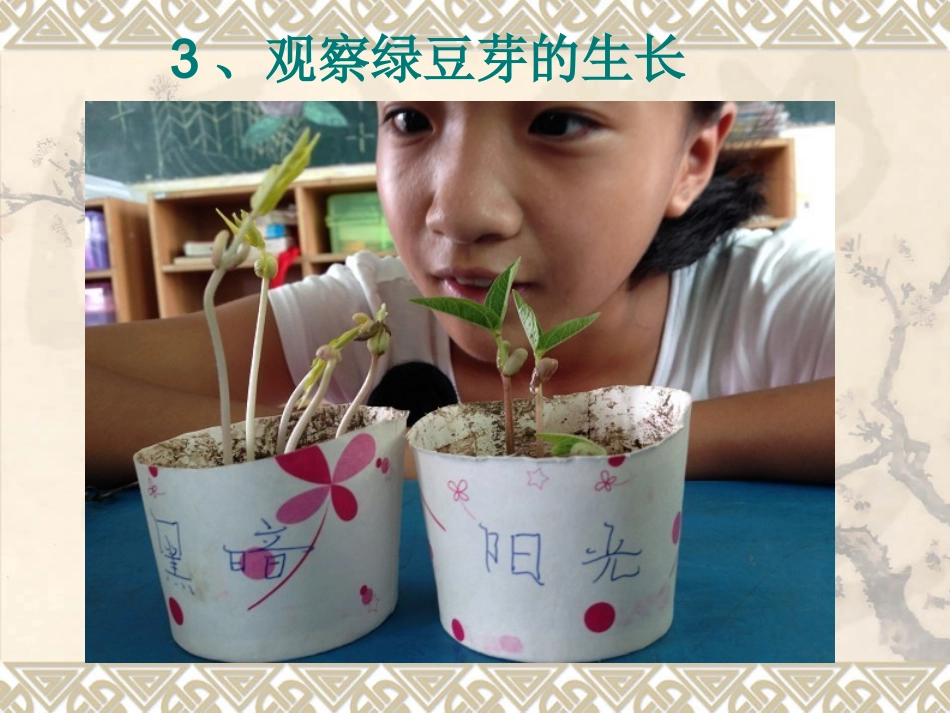 浙教版小学五年级科学1.3观察绿豆芽的生长_第3页