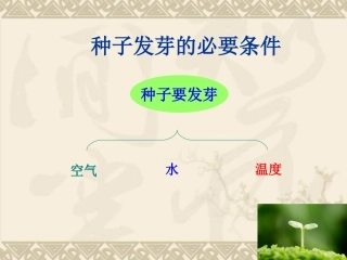 浙教版小学五年级科学1.3观察绿豆芽的生长