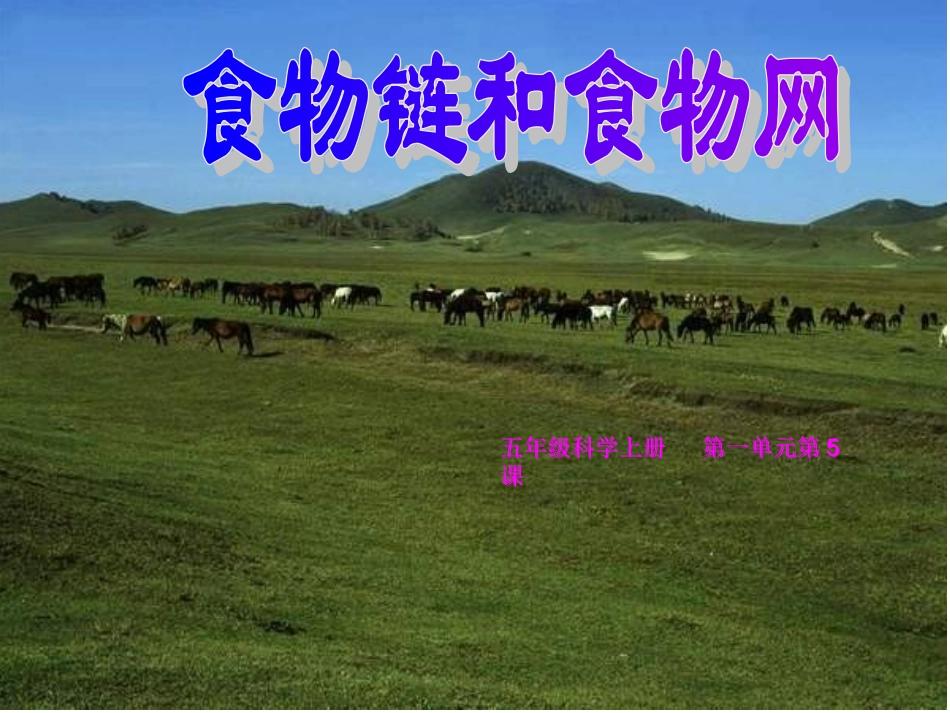 科学《食物链和食物网》课件_第1页