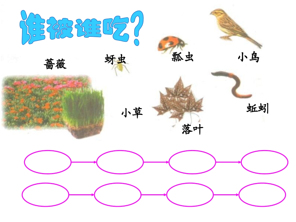 科学《食物链和食物网》课件_第2页