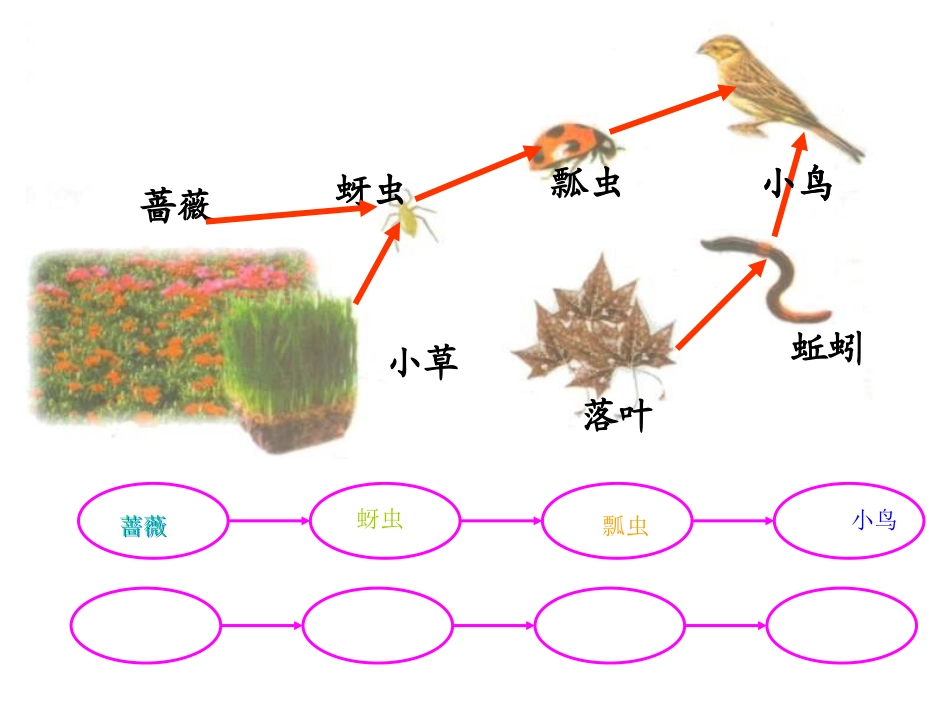 科学《食物链和食物网》课件_第3页