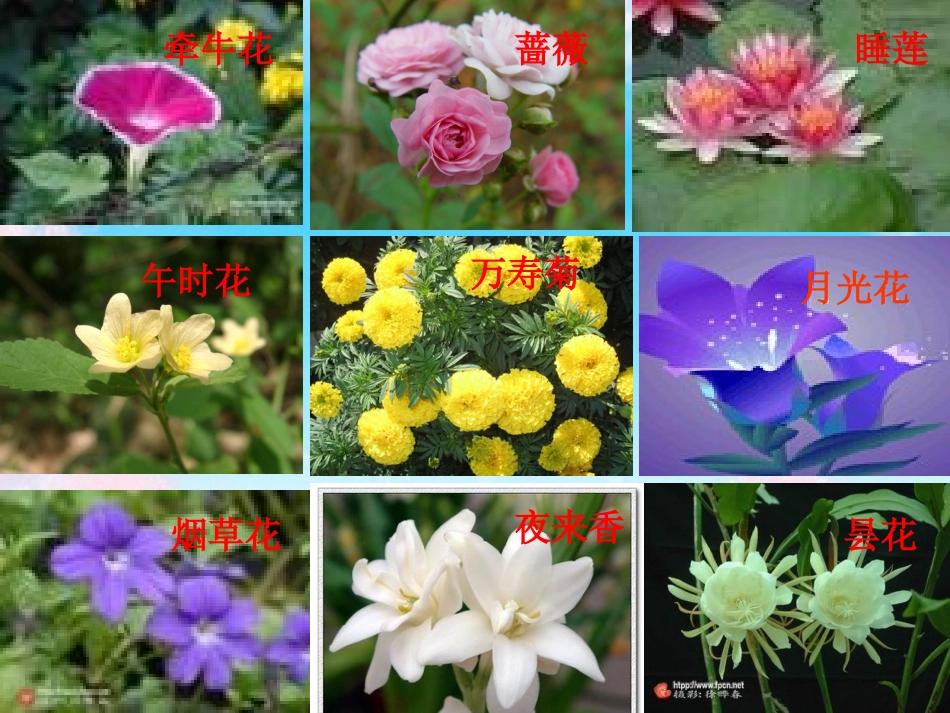 作文指导(泡豆芽观察日记)修改版_第2页