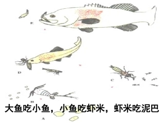 教科版_科学_五年级_上册_《食物链和食物网》