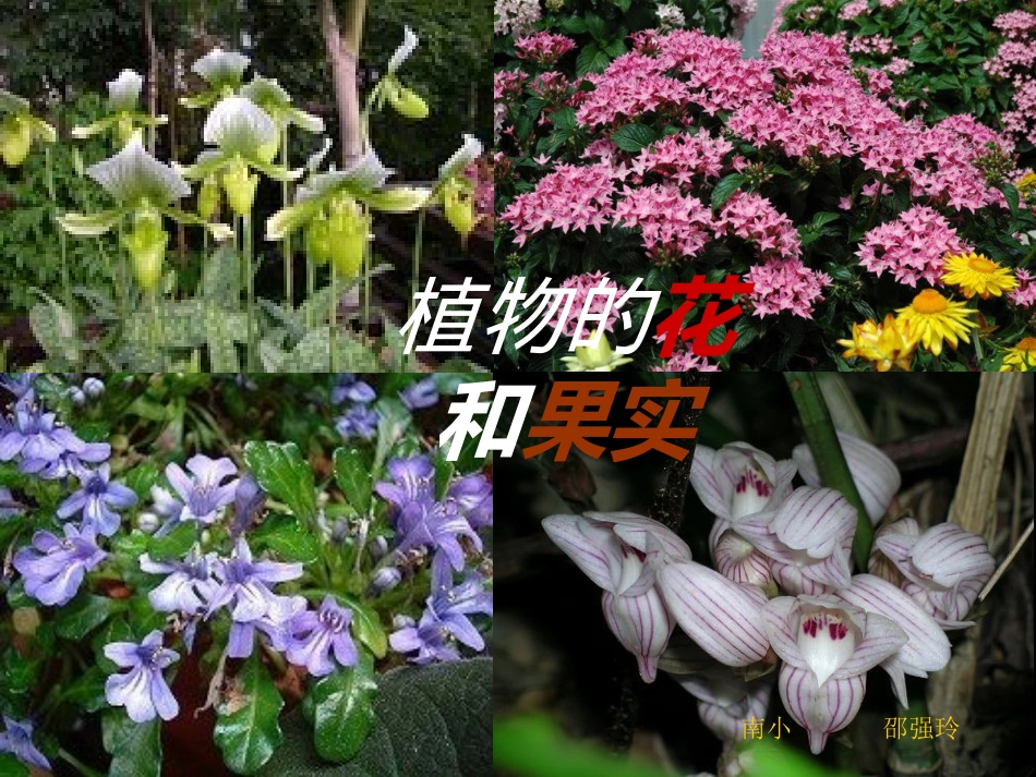 鲁教版科学四上5植物的花和果实_第1页