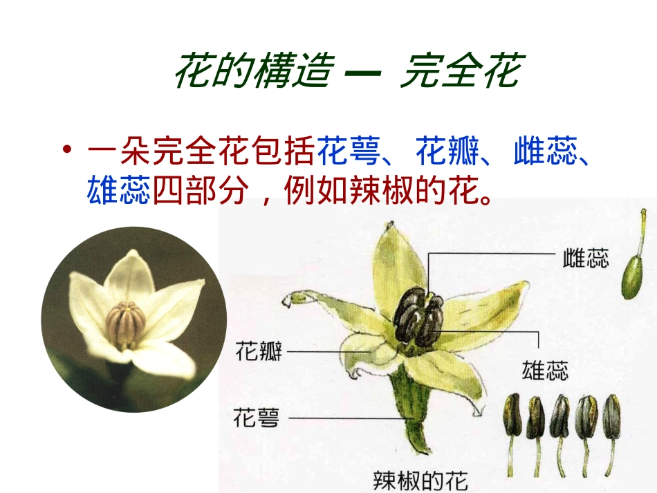 鲁教版科学四上5植物的花和果实_第2页