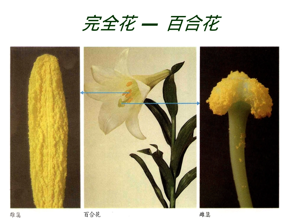 鲁教版科学四上5植物的花和果实_第3页