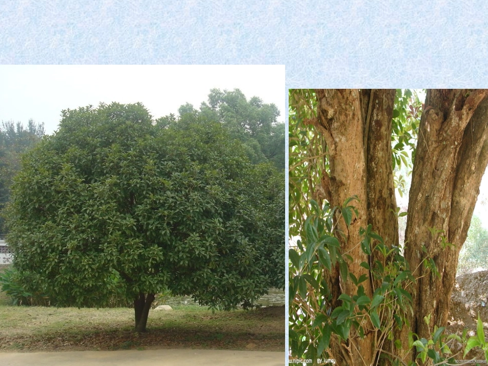 写植物作文指导——桂花树_第2页