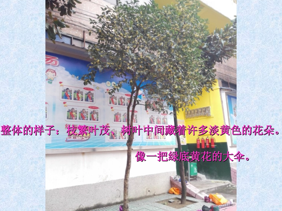 写植物作文指导——桂花树_第3页