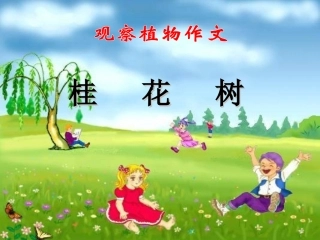 写植物作文指导——桂花树