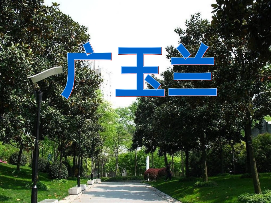 广玉兰PPT_第1页