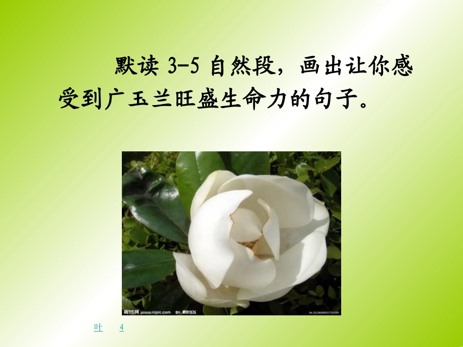 广玉兰PPT_第3页