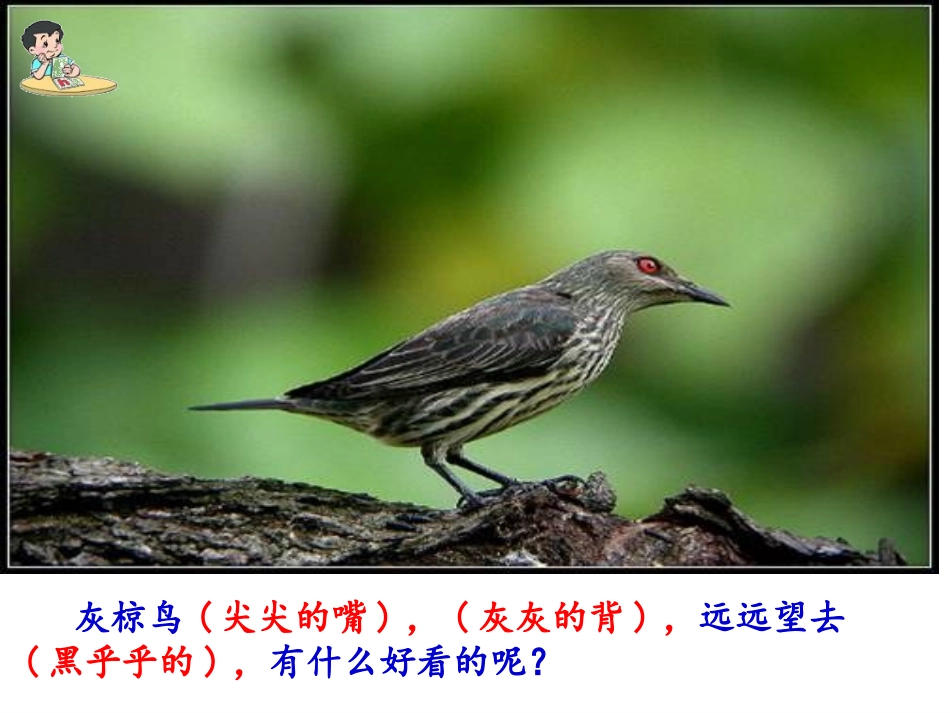 《灰椋鸟》第2课时_第3页