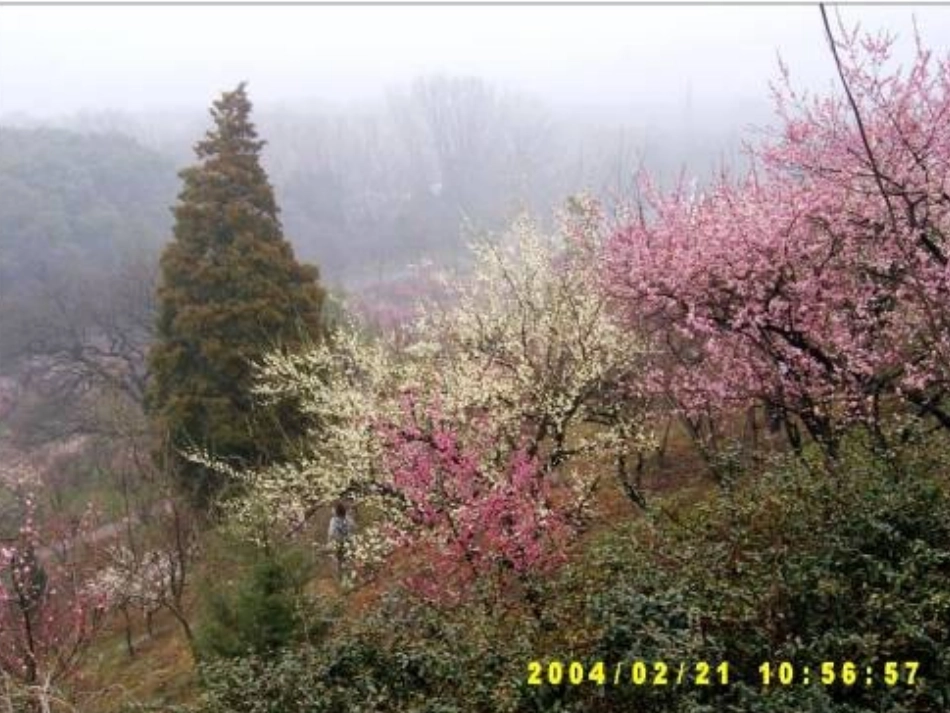 《春到梅花山》_第3页