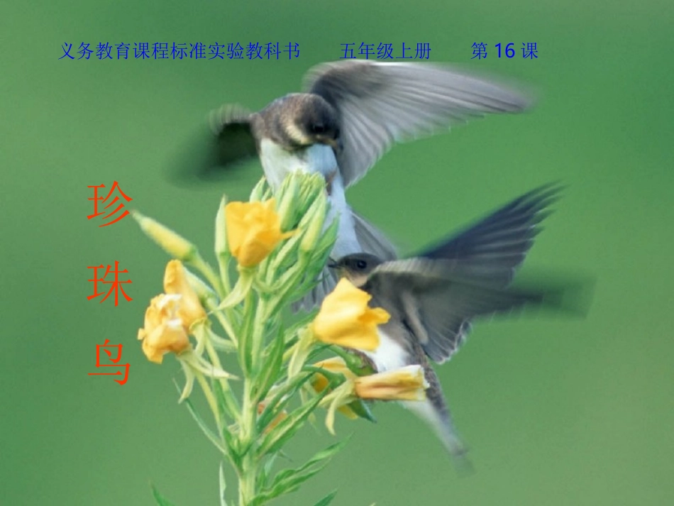 珍珠鸟 (3)_第1页