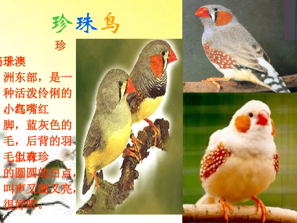 珍珠鸟 (3)_第2页