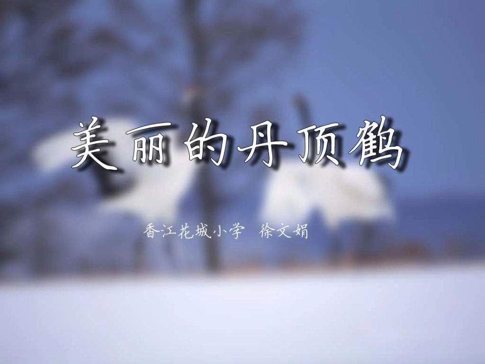 《美丽的丹顶鹤》第二课时教学课件_第1页