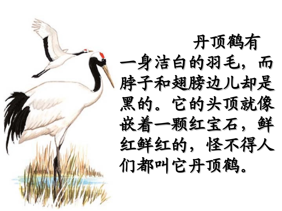 《美丽的丹顶鹤》第二课时教学课件_第3页