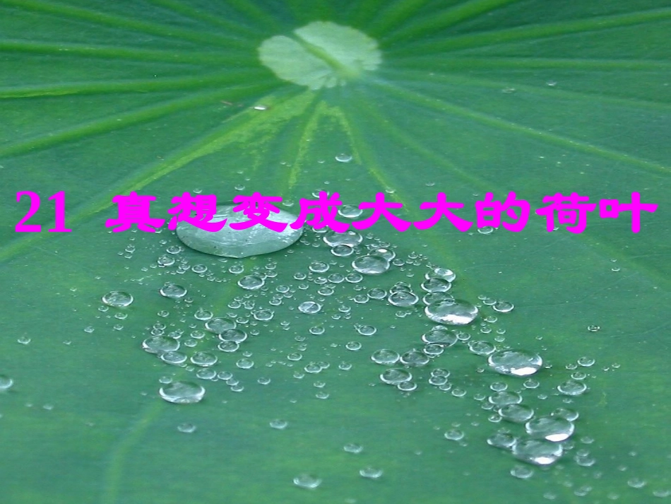 真想变成大大的荷叶 (6)_第2页